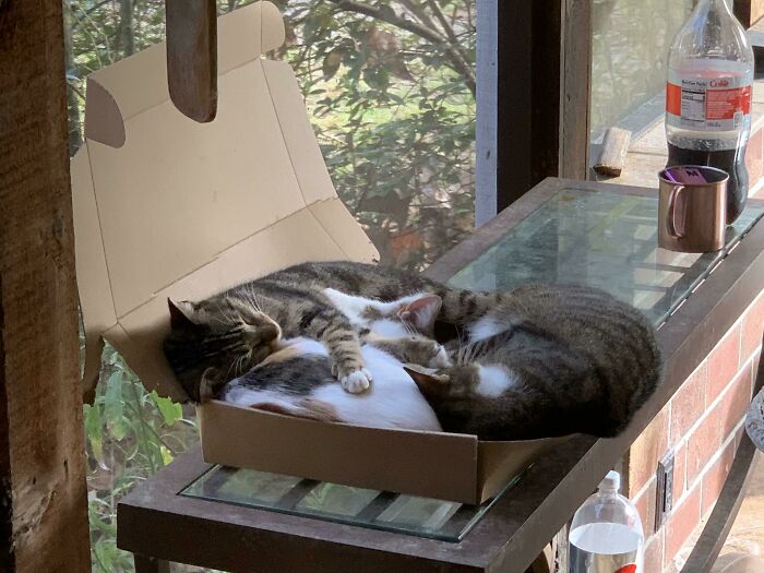 три кота спят в коробке из-под пиццы