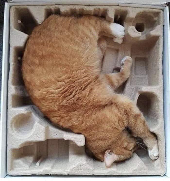 рыжий кот лежит в коробке