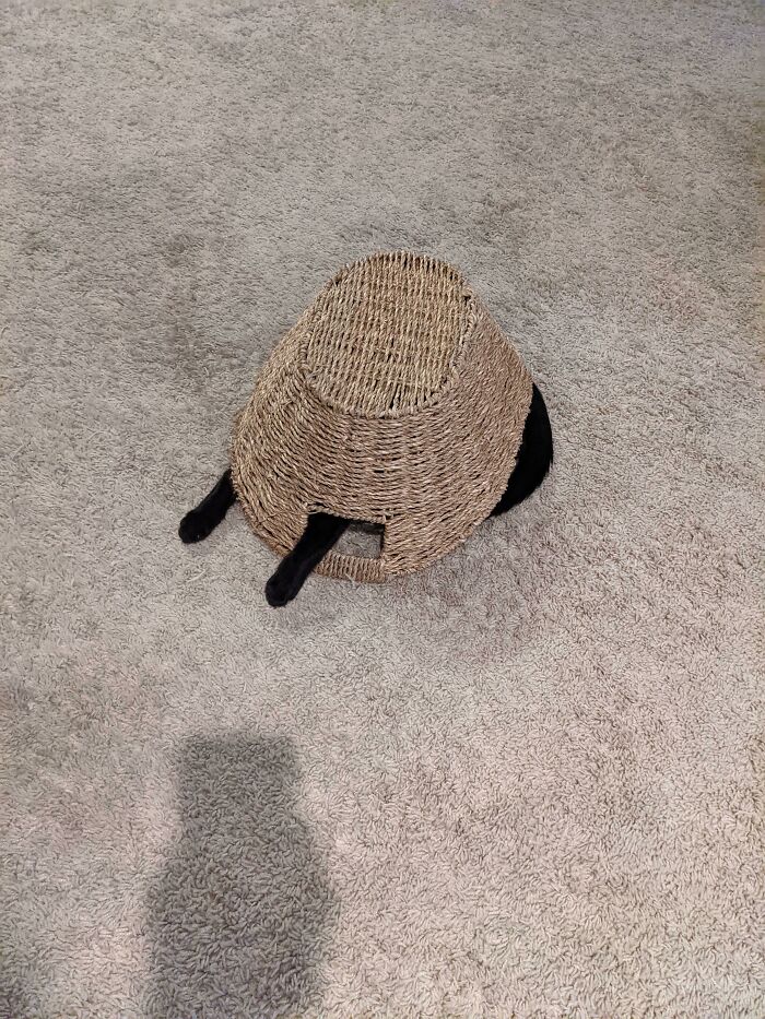 черный кот под корзиной