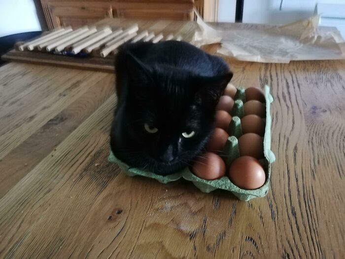 черный кот лежит на лотке с яйцами