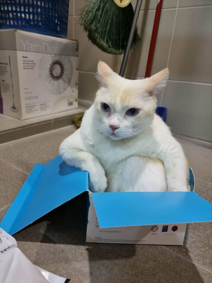 белый кот сидит в коробке