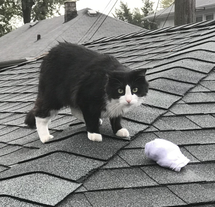 черно-белый кот на крыше с белые носки