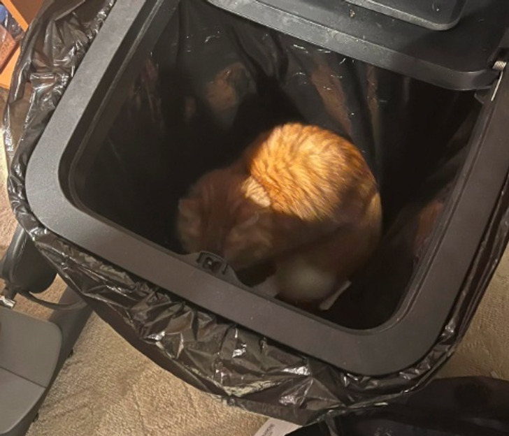 рыжая кошка в мусорном ведре