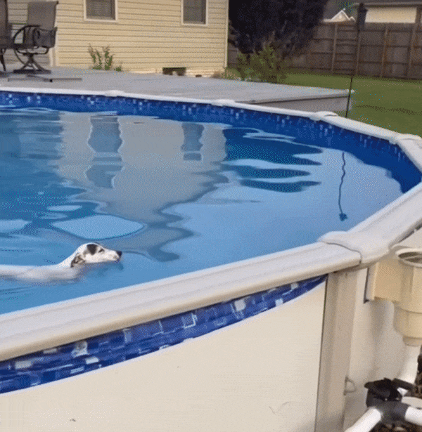собака в бассейне