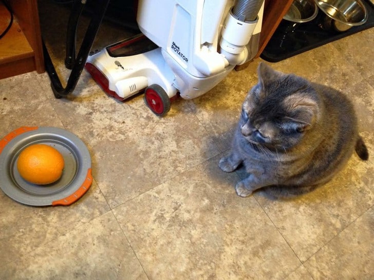серый кот сидит возле миски с апельсином