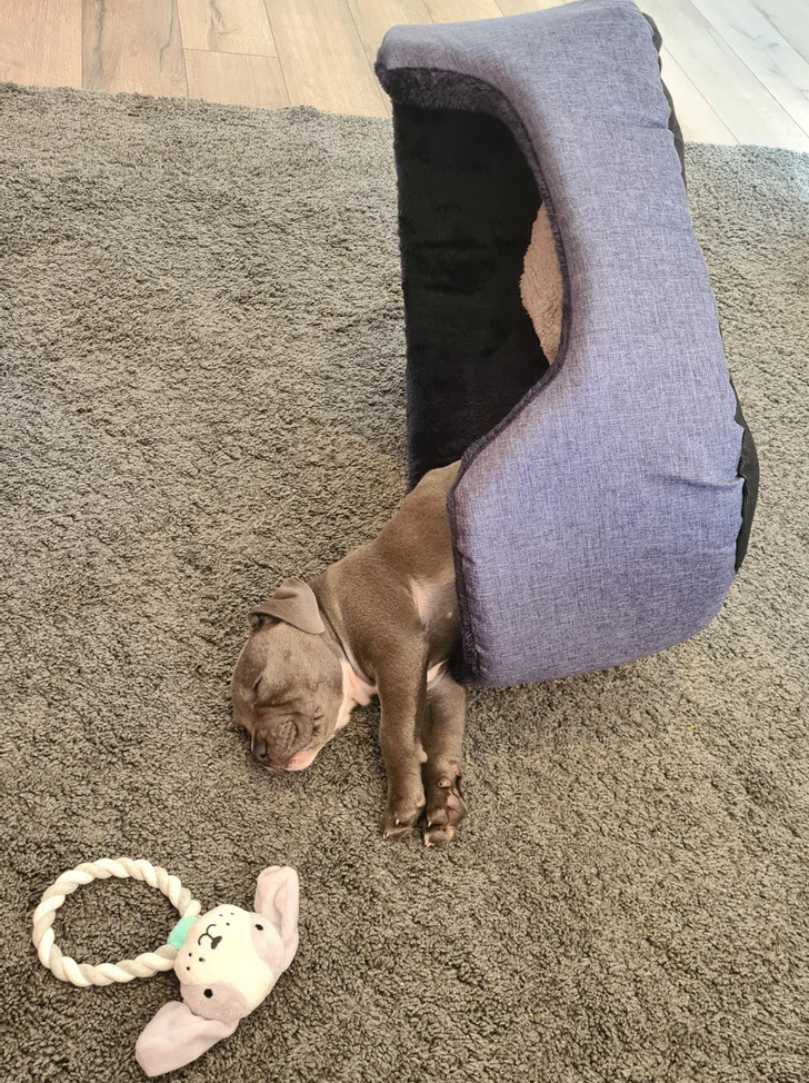 щенок спит на ковре