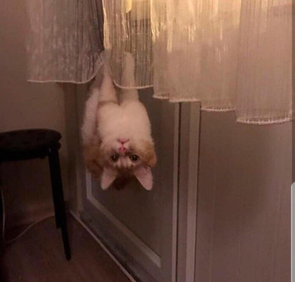 кот висит вниз головой на шторе