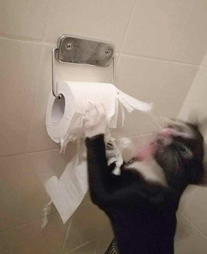 черный кот дерет туалетную бумагу