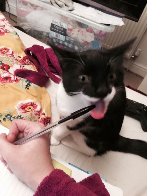 черно-белая кошка грызет ручку