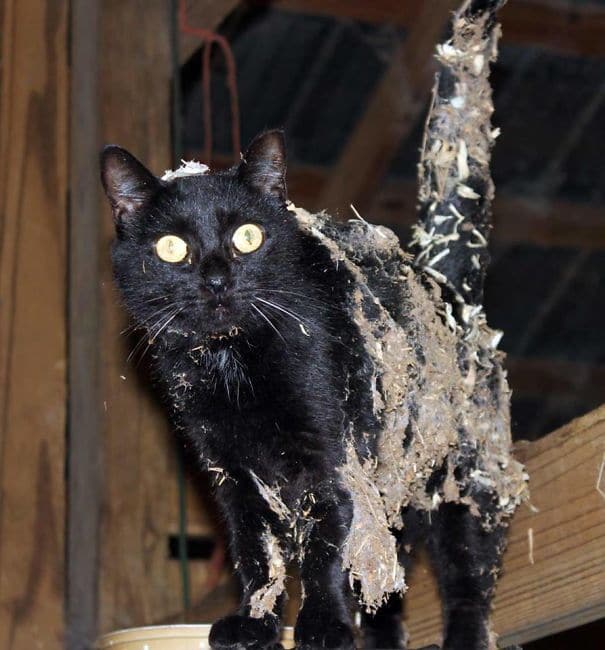 черный кот в грязи