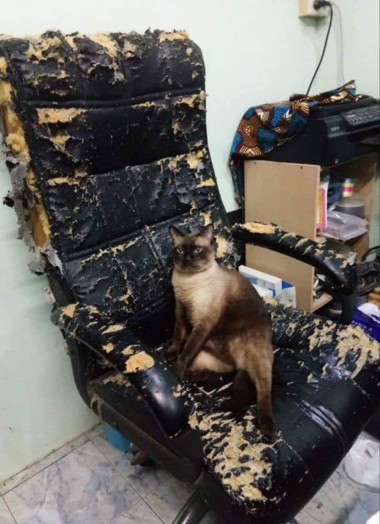 кот сидит на разодранном кожаном кресле