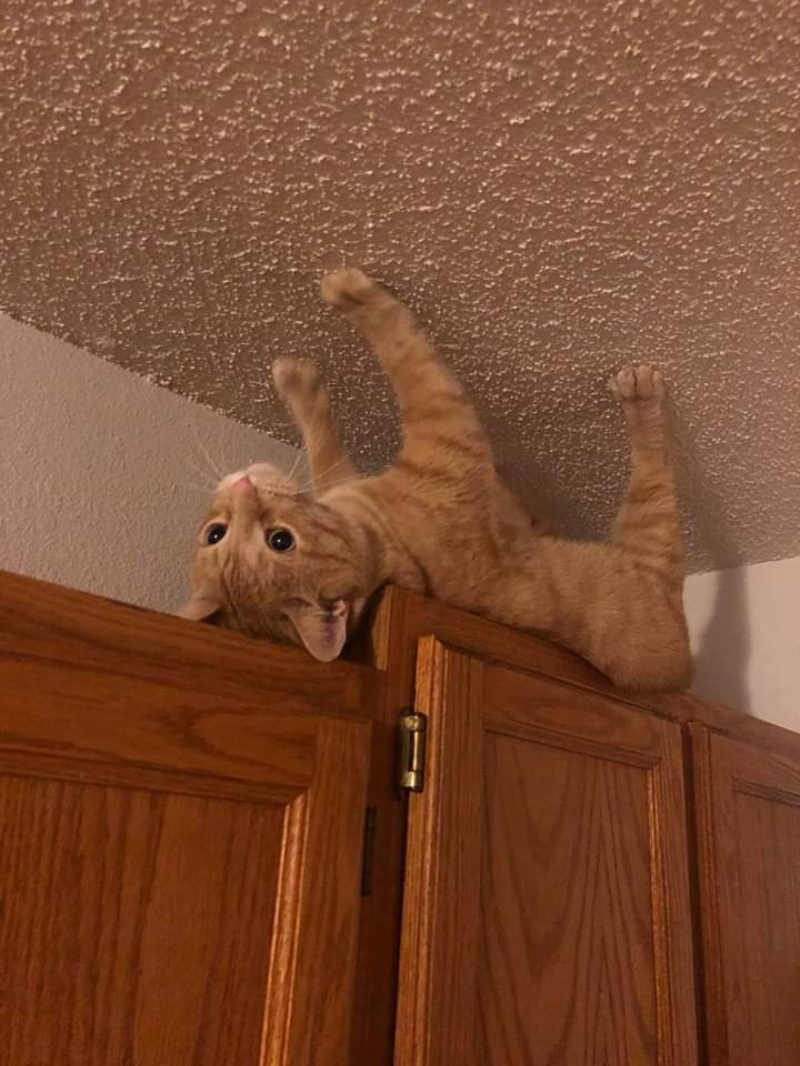 рыжий кот лежит лапами вверх на шкафу