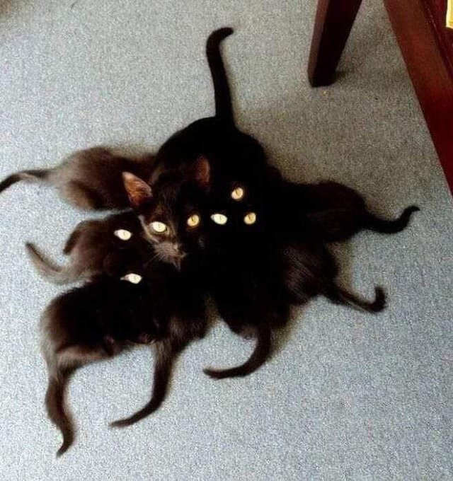 черная кошка с черными котятами