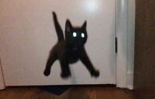 черный котенок со светящимися глазами