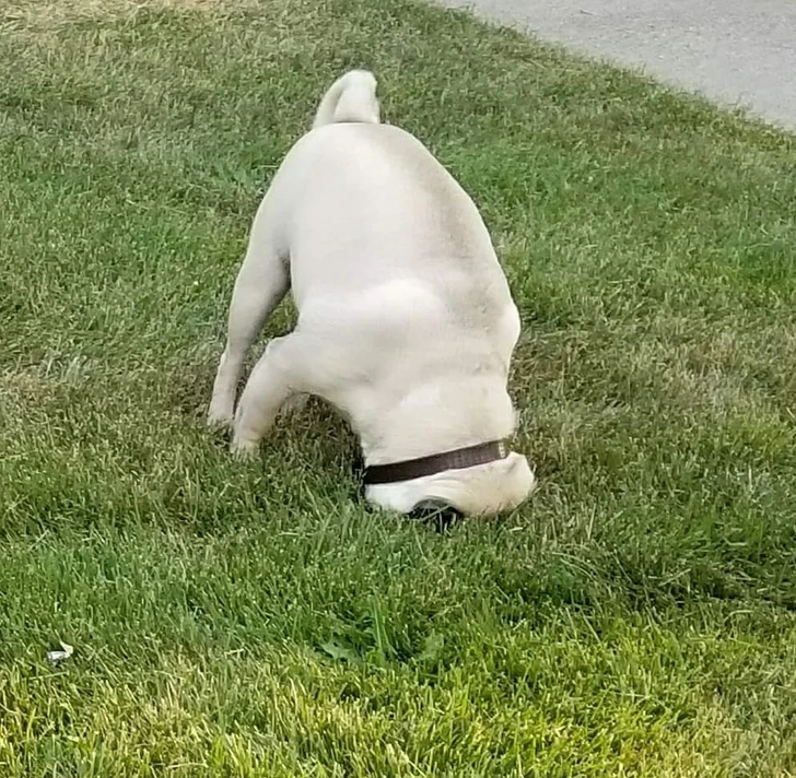 собака уткнулась головой в газон