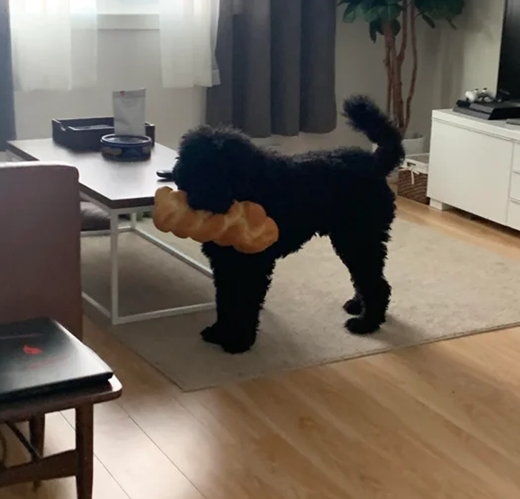 черный пес с хлебом в зубах