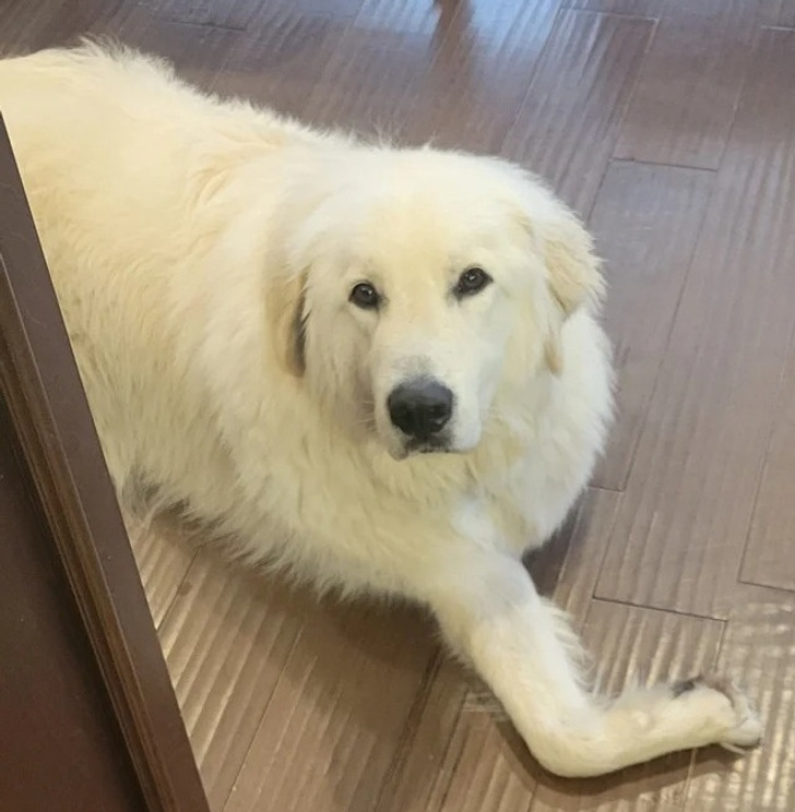 белая собака лежит на полу