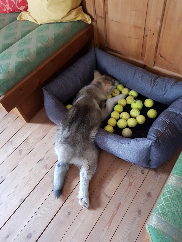 серый кот в лежанке с мячиками