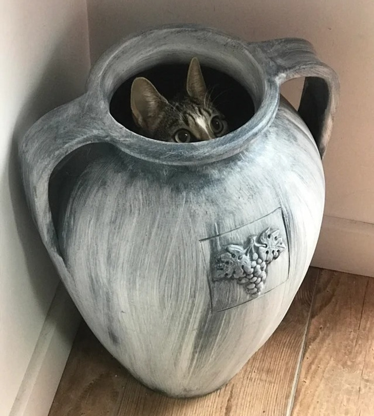 кошка сидит в напольной вазе