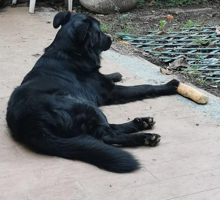 черный пес лежит на земле