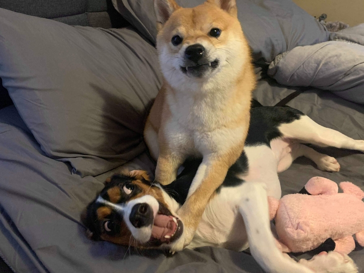 две собаки дерутся на кровати