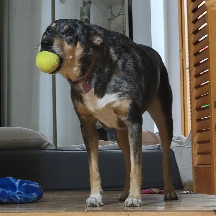 собака держит в зубах зеленый мяч