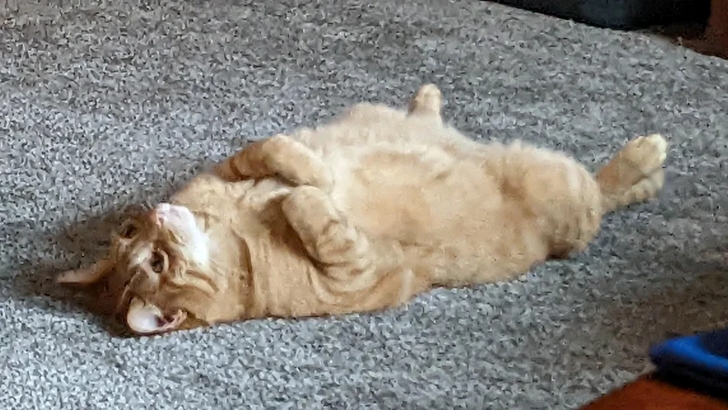 рыжий кот лежит на полу на спине