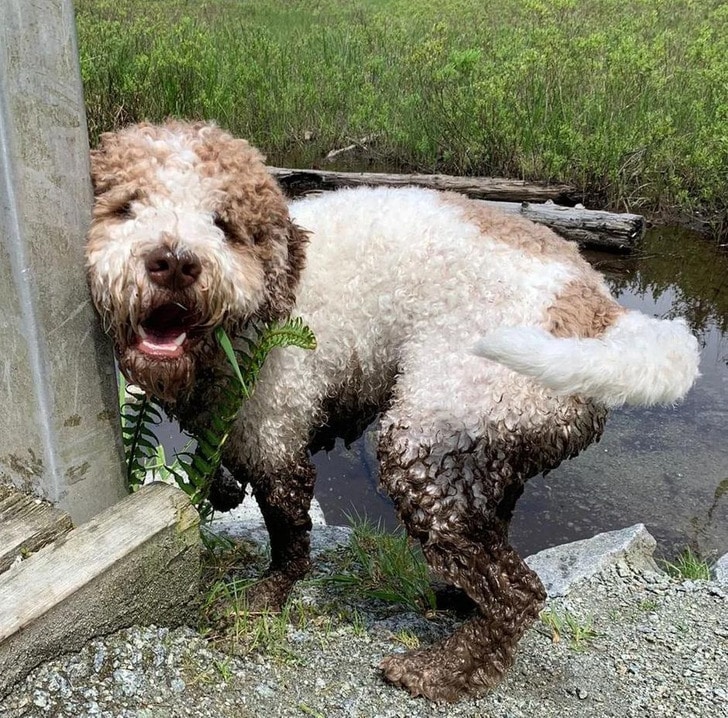 собака в грязи