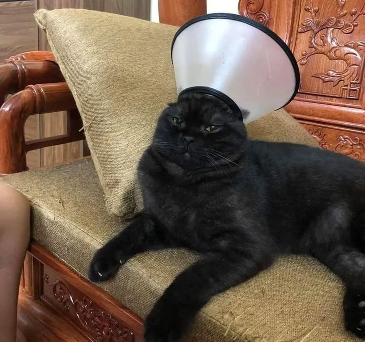 черный кот с воротником на голове