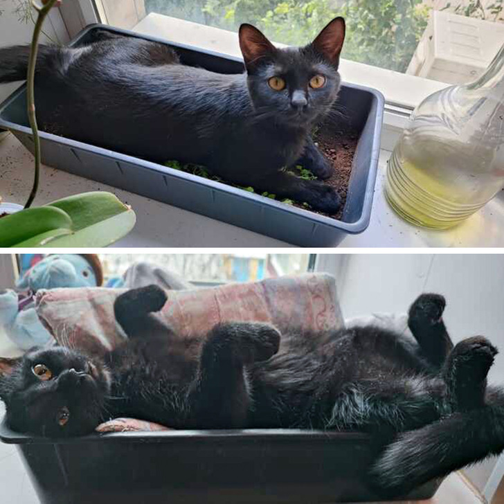 черная кошка лежит в лотке