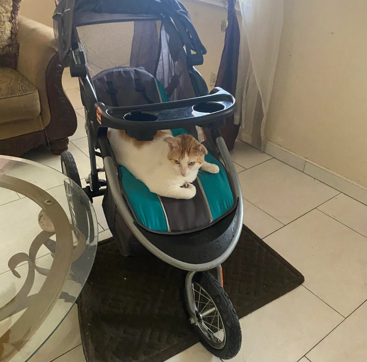 кошка сидит в детской коляске