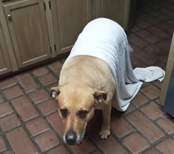 собака с полотенцем на спине