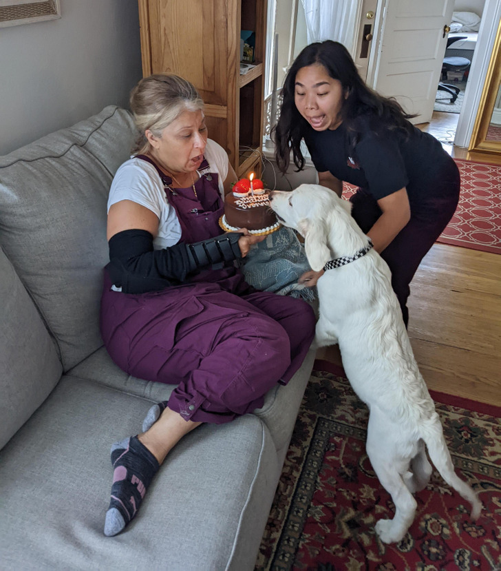 собака откусывает торт в руках у женщины