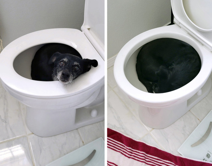 черный пес спит в унитазе