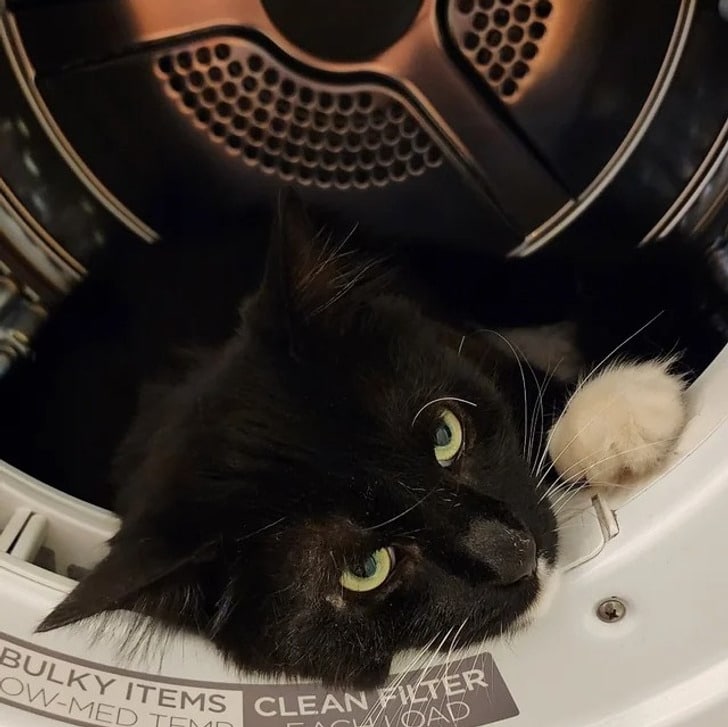 черная кошка лежит в барабане стиральной машинки