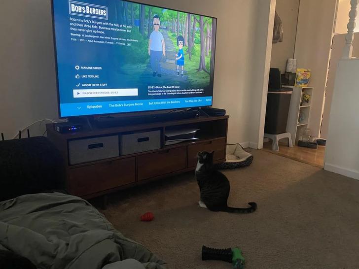 кот сидит на полу и смотрит телевизор