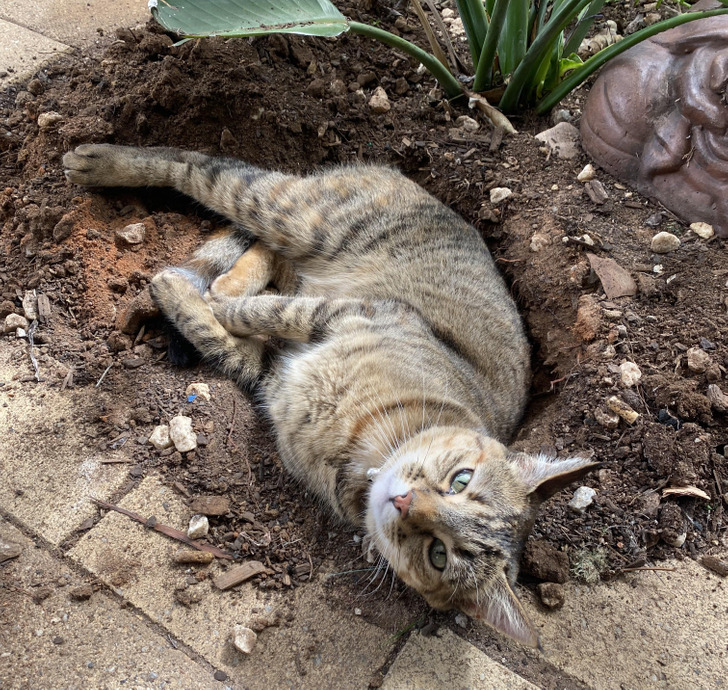 серый полосатый кот лежит в земле