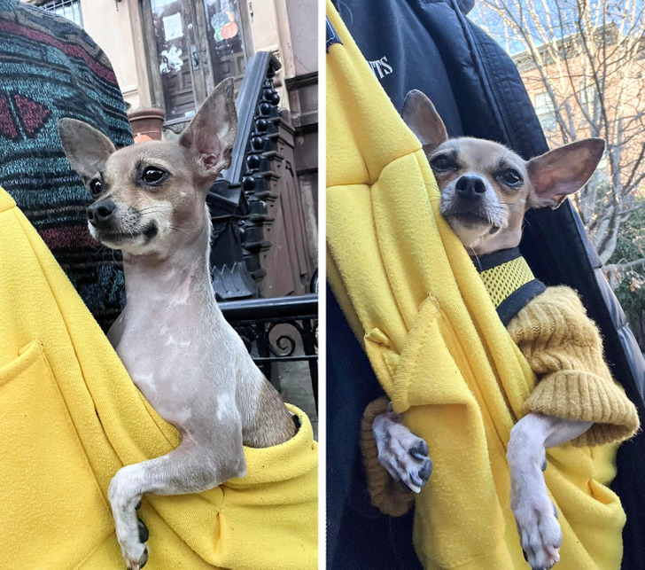 собака в желтом слинге
