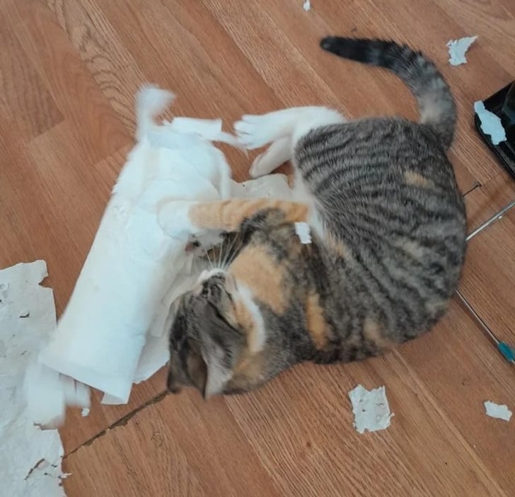 полосатый кот рвет рулон полотенец на полу