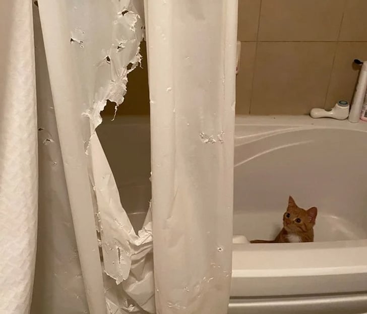 рыжий кот сидит в ванне с порванной занавеской