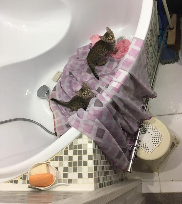 два котенка сидят на оборванной занавеске в ванне