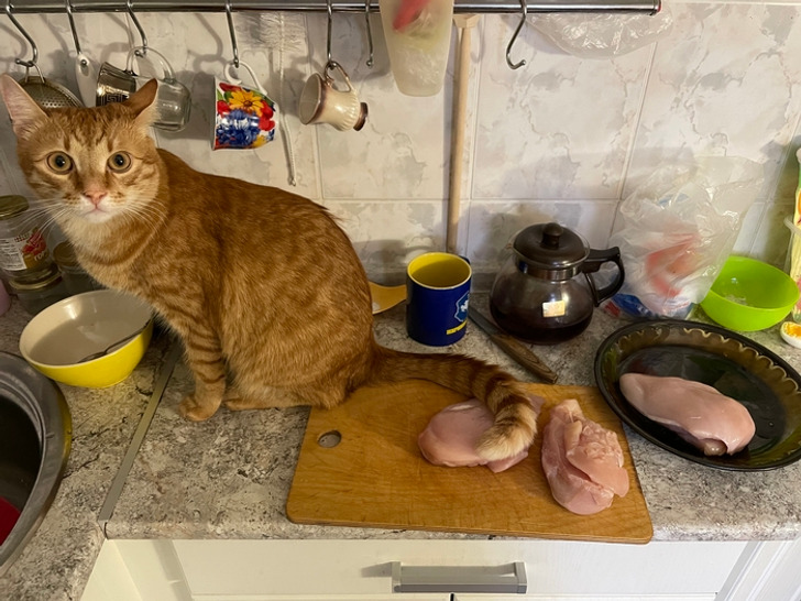 рыжий кот сидит на кухонном столе
