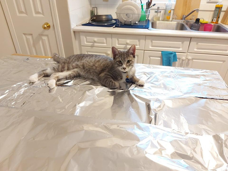 полосатый кот лежит на столе, застеленном фольгой