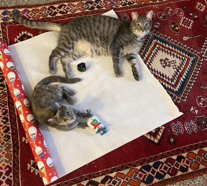 два серых кота на ковре