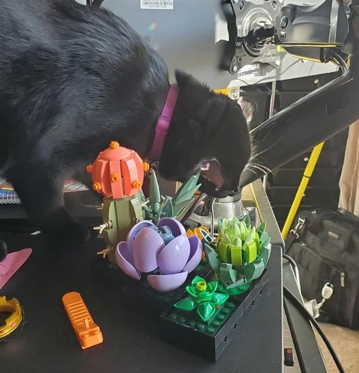 черная кошка ест искусственные цветы