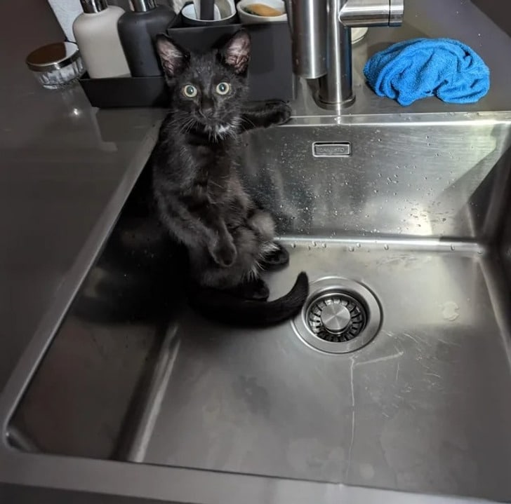 черный кот сидит в раковине