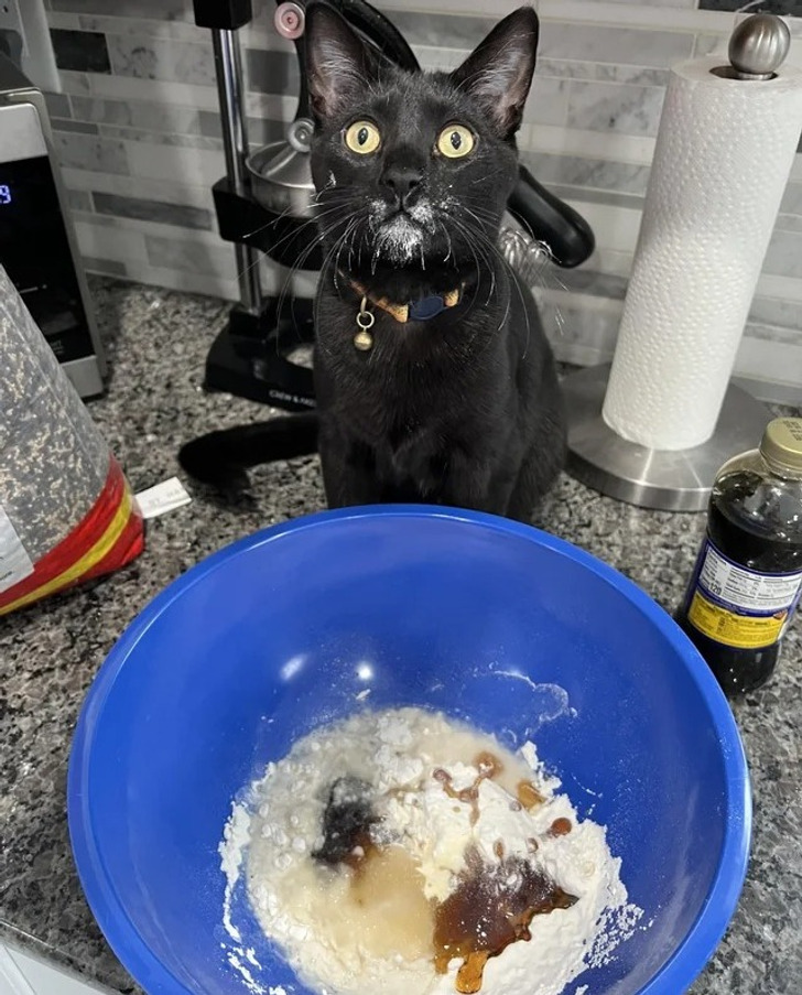 черная кошка рядом с синей миской