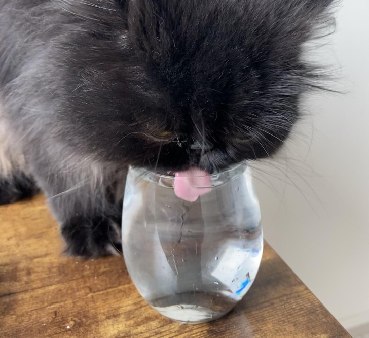 серая кошка пьет воду из стакана