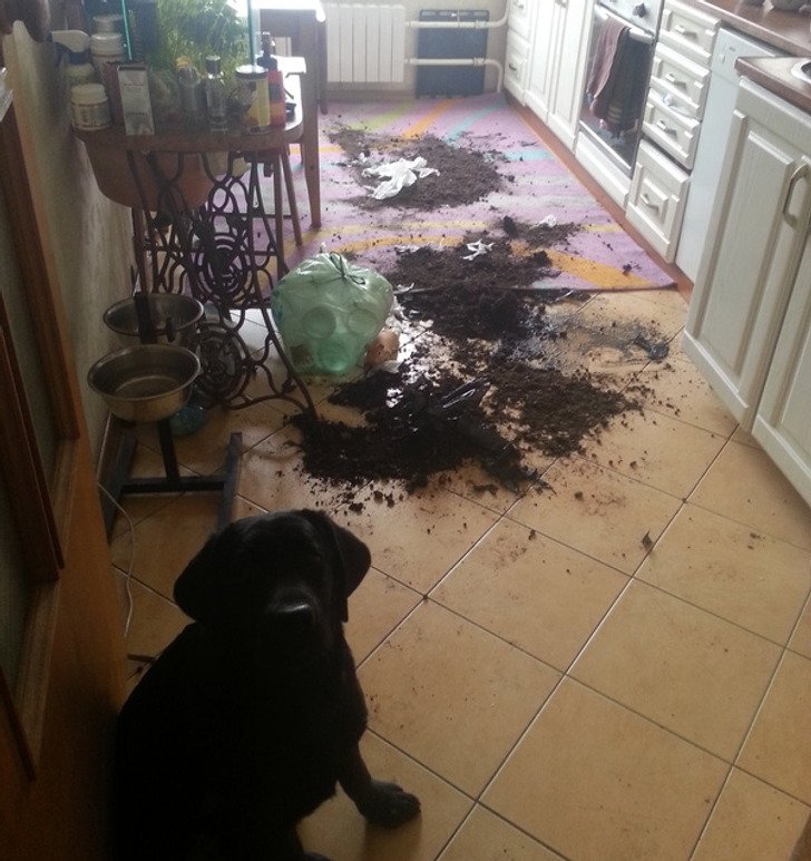 земля в кухне на полу и черная собака