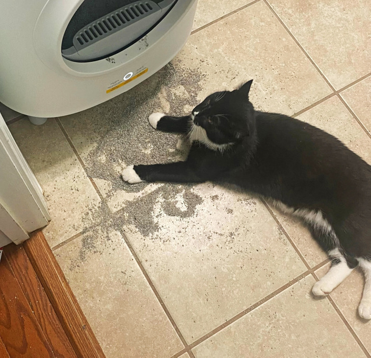 черно-белый кот лежит на полу возле лотка